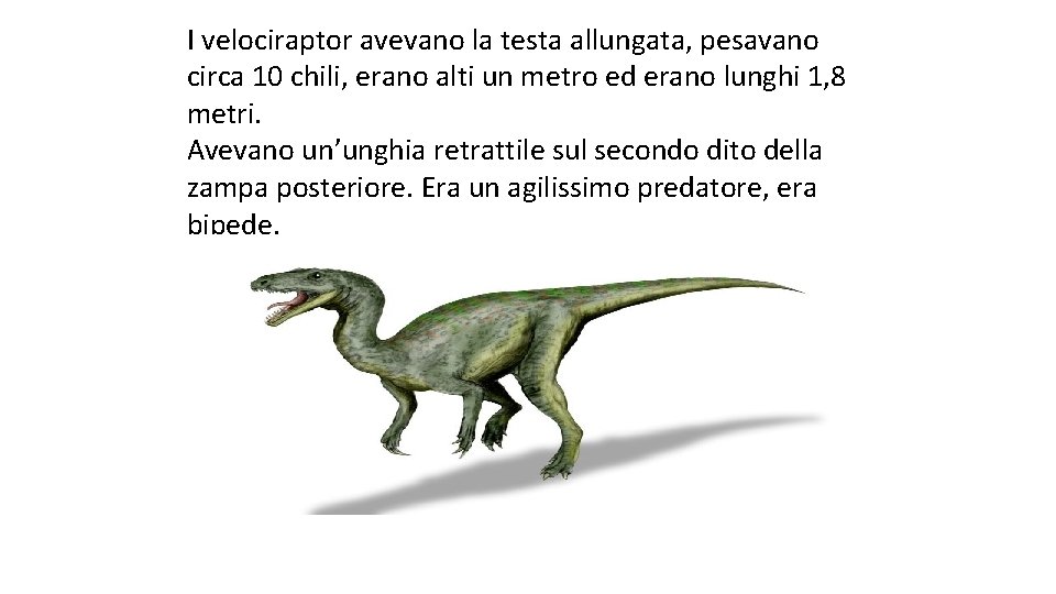 I velociraptor avevano la testa allungata, pesavano circa 10 chili, erano alti un metro