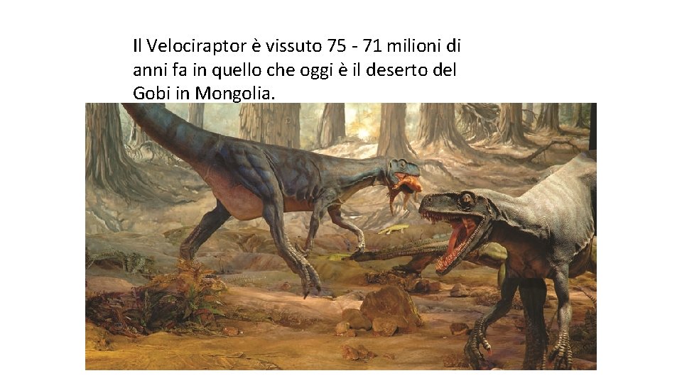 Il Velociraptor è vissuto 75 - 71 milioni di anni fa in quello che