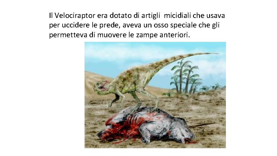 Il Velociraptor era dotato di artigli micidiali che usava per uccidere le prede, aveva