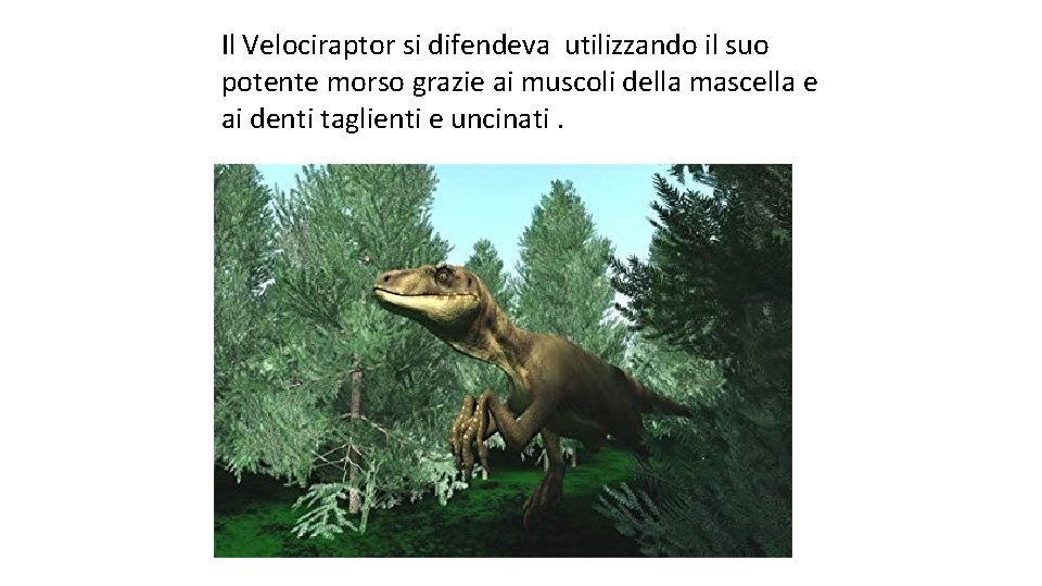 Il Velociraptor si difendeva utilizzando il suo potente morso grazie ai muscoli della mascella