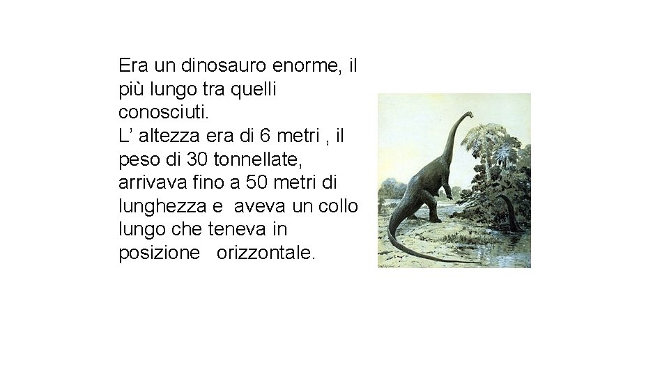 Era un dinosauro enorme, il più lungo tra quelli conosciuti. L’ altezza era di