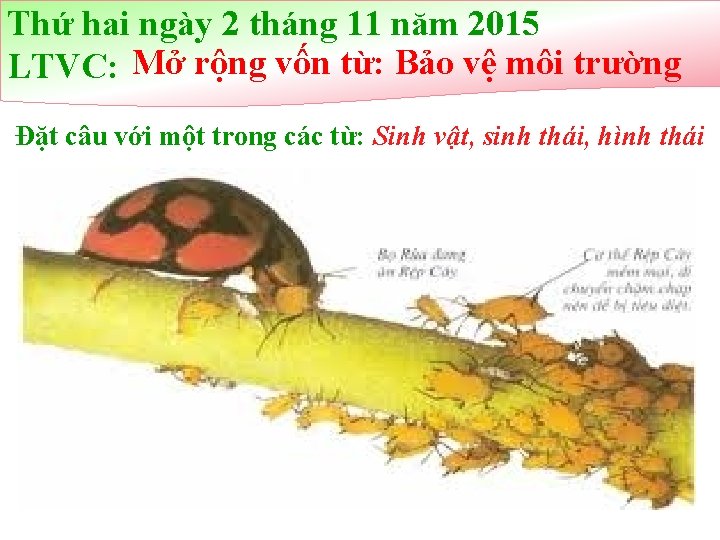 Thứ hai ngày 2 tháng 11 năm 2015 LTVC: Mở rộng vốn từ: Bảo