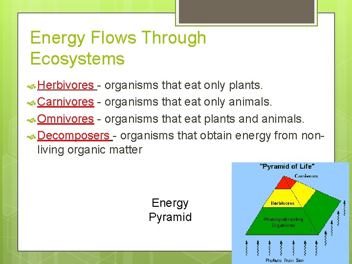 Energy Flows Through Ecosystems Herbivores - organisms that eat only plants. Carnivores - organisms