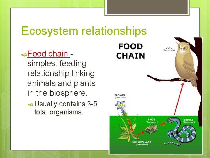 Ecosystem relationships Food chain simplest feeding relationship linking animals and plants in the biosphere.