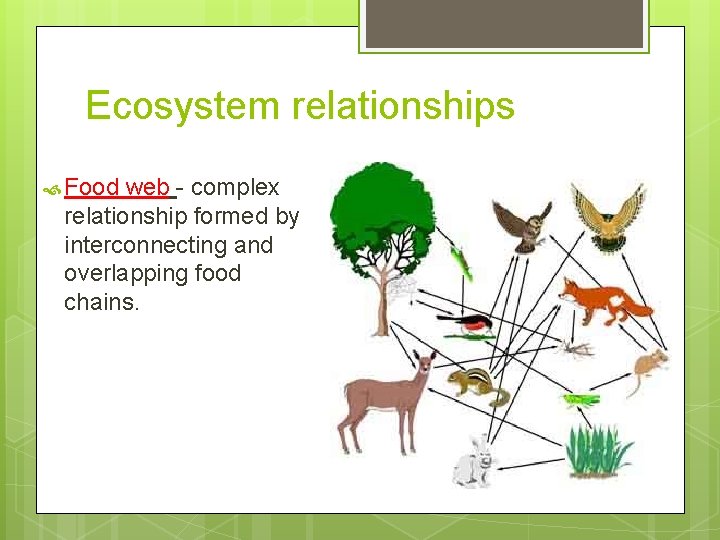 Ecosystem relationships Food web - complex relationship formed by interconnecting and overlapping food chains.