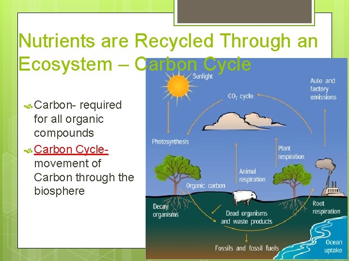 Nutrients are Recycled Through an Ecosystem – Carbon Cycle Carbon- required for all organic