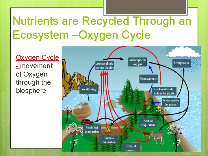 Nutrients are Recycled Through an Ecosystem –Oxygen Cycle - movement of Oxygen through the
