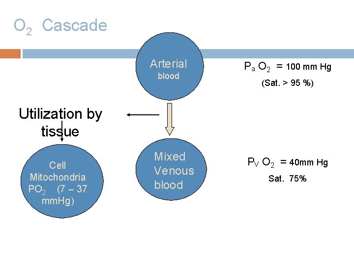 O 2 Cascade Arterial blood Pa O 2 = 100 mm Hg (Sat. >
