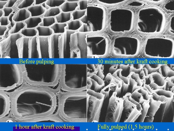 Before pulping 1 hour after kraft cooking 30 minutes after kraft cooking Fully pulped
