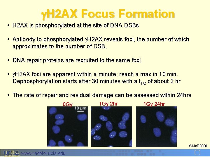  H 2 AX Focus Formation • H 2 AX is phosphorylated at the