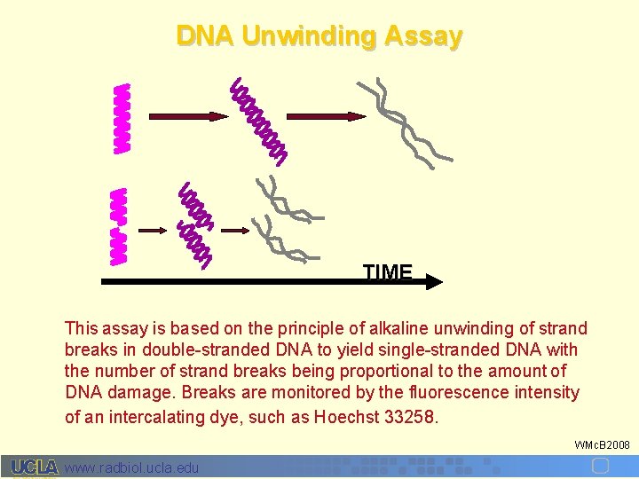DNA Unwinding Assay TIME This assay is based on the principle of alkaline unwinding