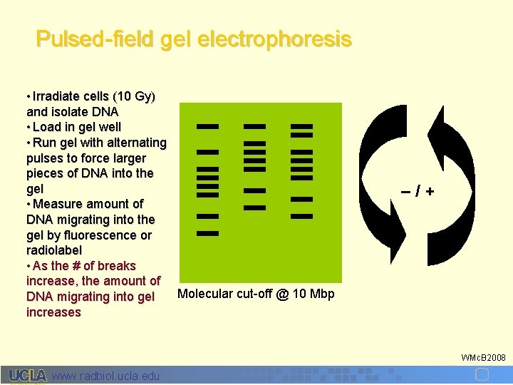 Pulsed-field gel electrophoresis • Irradiate cells (10 Gy) and isolate DNA • Load in