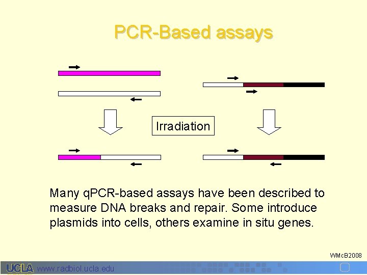 PCR-Based assays Irradiation Many q. PCR-based assays have been described to measure DNA breaks