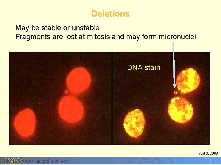 Deletions May be stable or unstable Fragments are lost at mitosis and may form