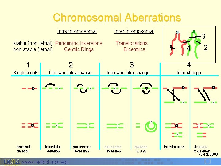 Chromosomal Aberrations Intrachromosomal stable (non-lethal) Pericentric Inversions non-stable (lethal) Centric Rings 1 Single break