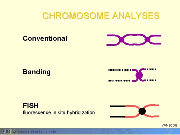 CHROMOSOME ANALYSES Conventional Banding FISH fluorescence in situ hybridization WMc. B 2008 www. radbiol.