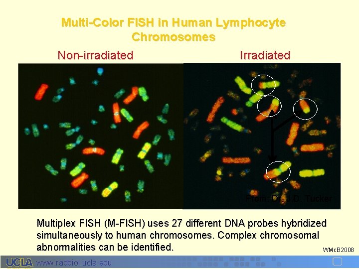 Multi-Color FISH in Human Lymphocyte Chromosomes Non-irradiated Irradiated From: Dr. J. D. Tucker Multiplex