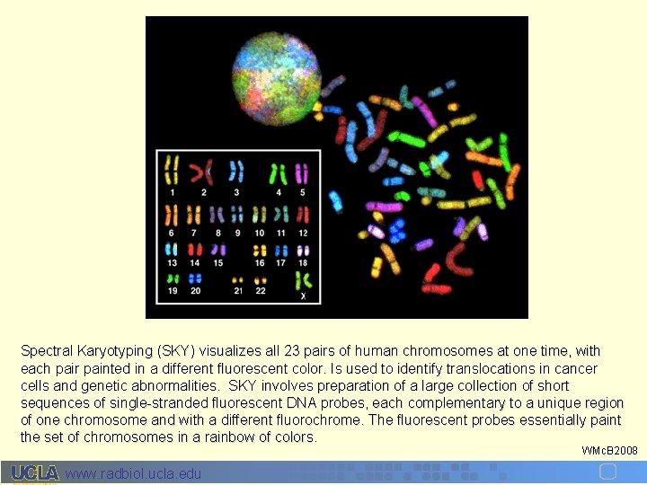 Spectral Karyotyping (SKY) visualizes all 23 pairs of human chromosomes at one time, with