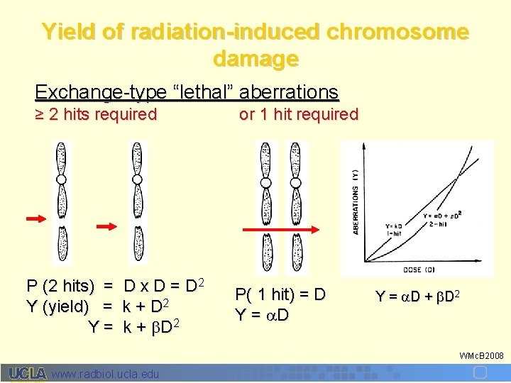 Yield of radiation-induced chromosome damage Exchange-type “lethal” aberrations ≥ 2 hits required P (2