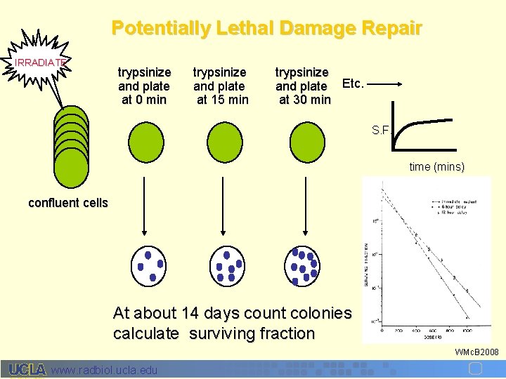 Potentially Lethal Damage Repair IRRADIATE trypsinize and plate at 0 min trypsinize and plate