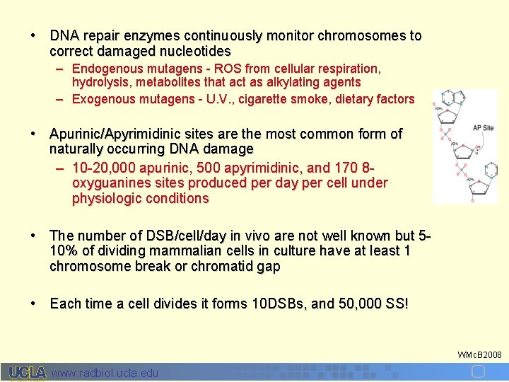  • DNA repair enzymes continuously monitor chromosomes to correct damaged nucleotides – Endogenous