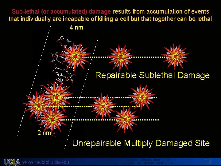 Sub-lethal (or accumulated) damage results from accumulation of events that individually are incapable of