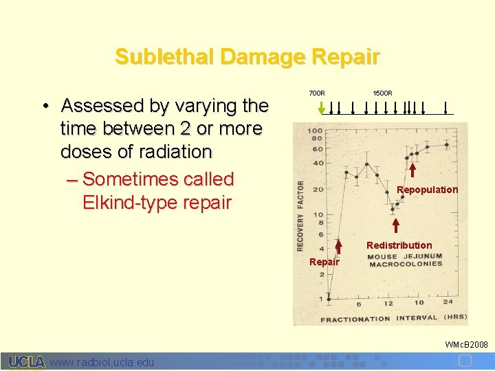 Sublethal Damage Repair • Assessed by varying the time between 2 or more doses