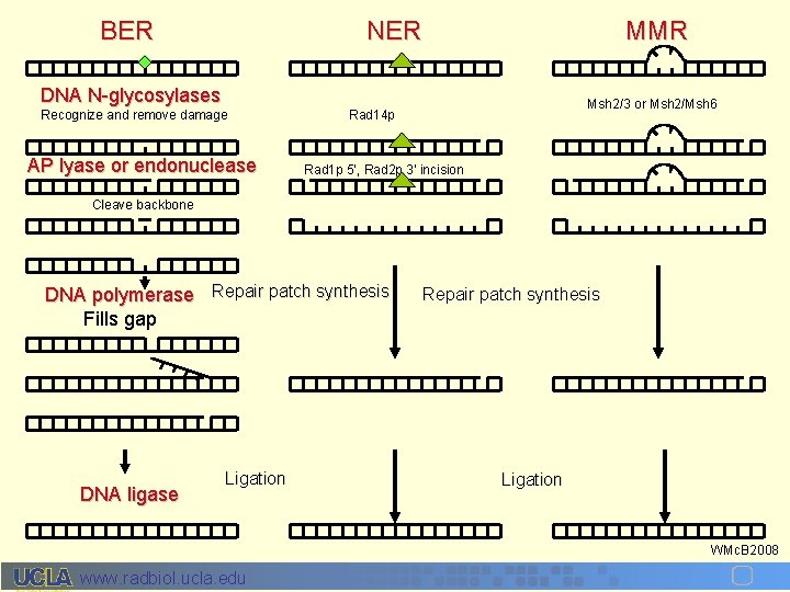 BER NER MMR DNA N-glycosylases Recognize and remove damage AP lyase or endonuclease Msh