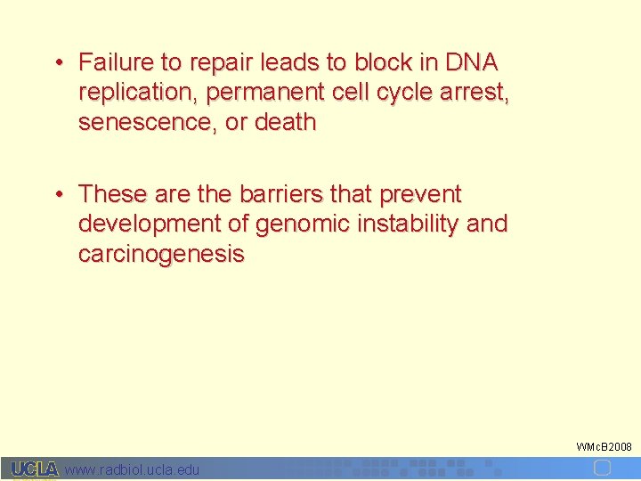  • Failure to repair leads to block in DNA replication, permanent cell cycle