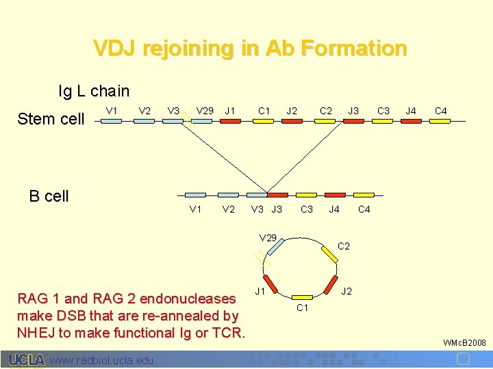 VDJ rejoining in Ab Formation Ig L chain Stem cell V 1 V 2