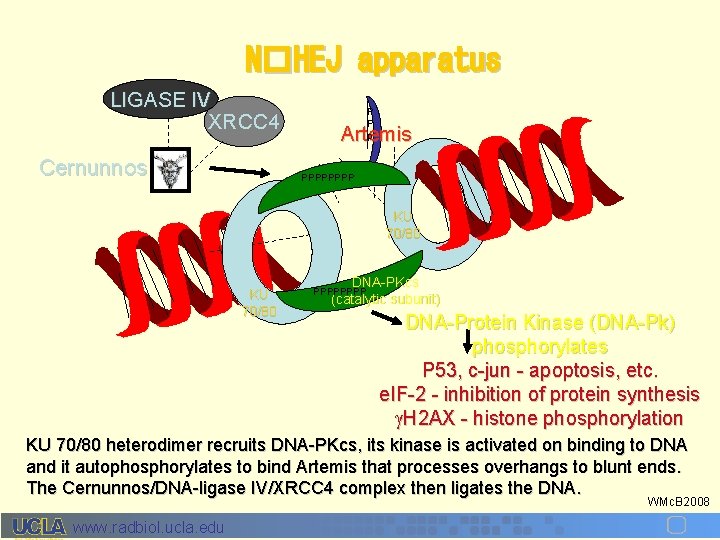 N�HEJ apparatus LIGASE IV XRCC 4 Cernunnos P P p Artemis PPPP KU 70/80