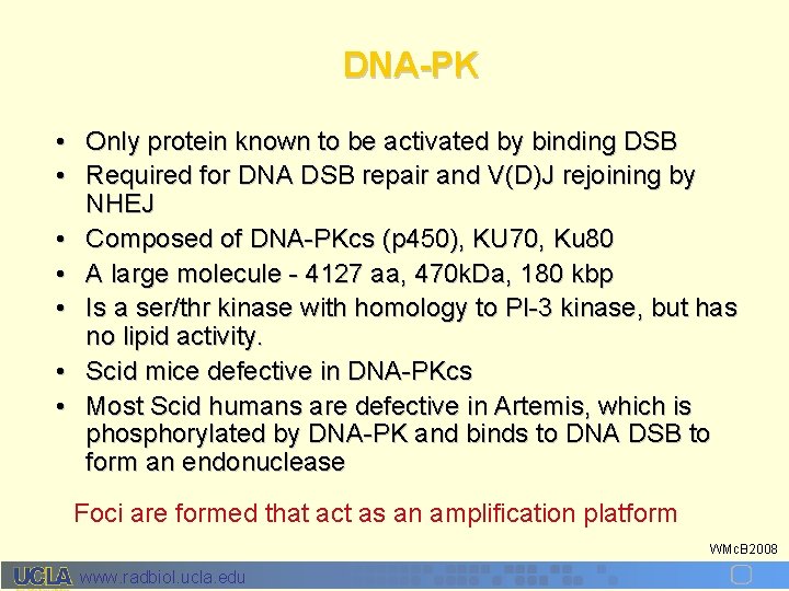 DNA-PK • Only protein known to be activated by binding DSB • Required for