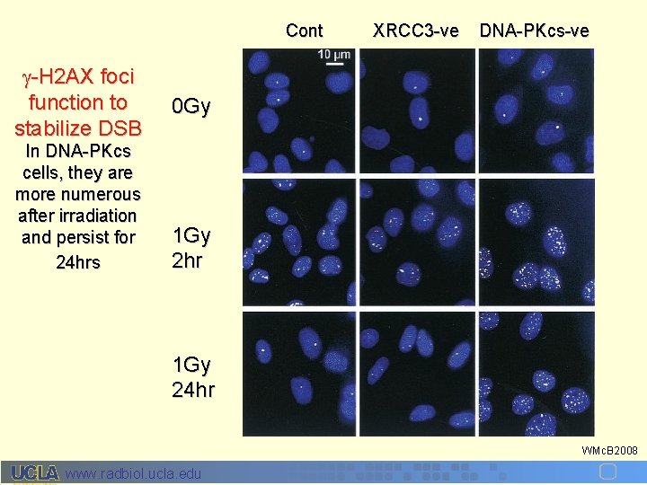 Cont -H 2 AX foci function to stabilize DSB In DNA-PKcs cells, they are