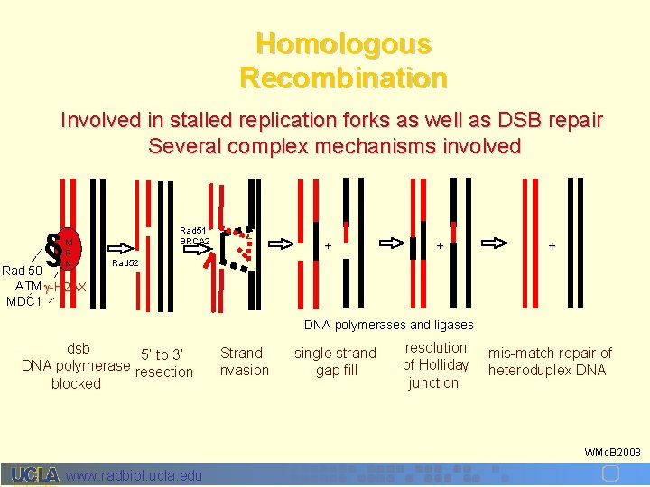 Homologous Recombination Involved in stalled replication forks as well as DSB repair Several complex
