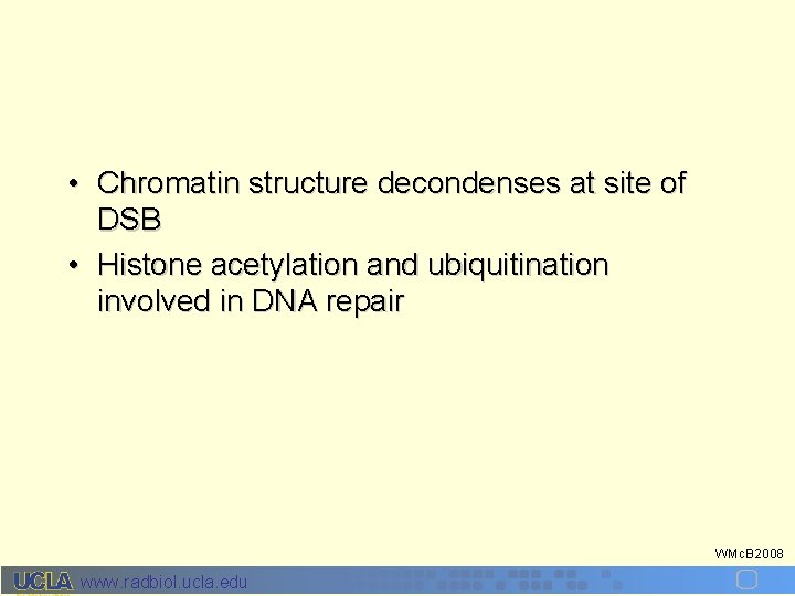  • Chromatin structure decondenses at site of DSB • Histone acetylation and ubiquitination
