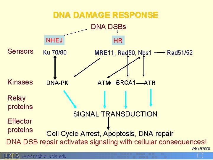 DNA DAMAGE RESPONSE DNA DSBs NHEJ Sensors Kinases Ku 70/80 DNA-PK Relay proteins Effector