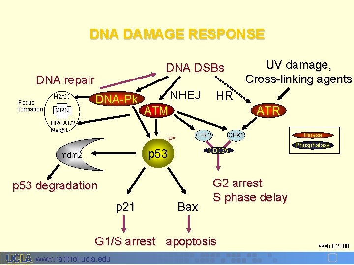 DNA DAMAGE RESPONSE DNA repair Focus formation H 2 AX UV damage, Cross-linking agents