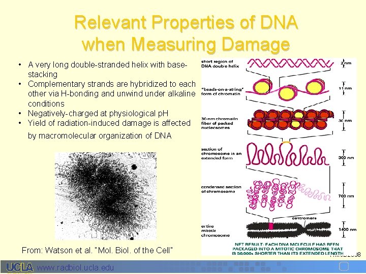 Relevant Properties of DNA when Measuring Damage • A very long double-stranded helix with