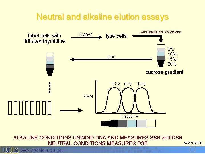 Neutral and alkaline elution assays label cells with tritiated thymidine 2 days Alkaline/neutral conditions