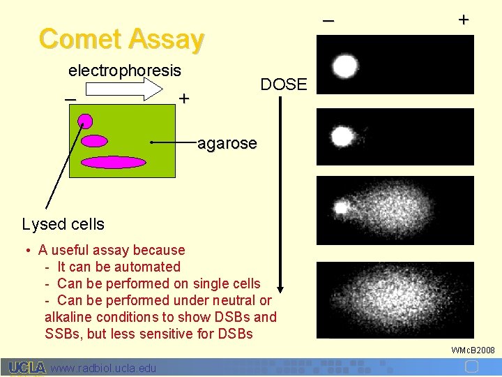 – Comet Assay electrophoresis – + DOSE + agarose Lysed cells • A useful