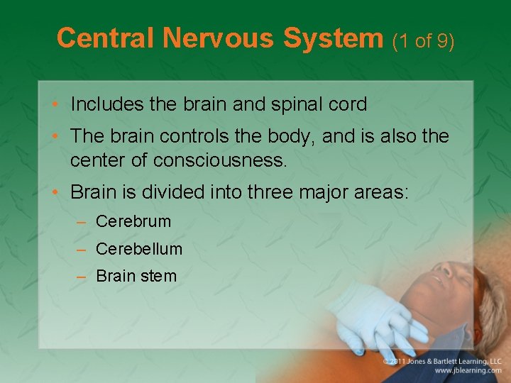 Central Nervous System (1 of 9) • Includes the brain and spinal cord •