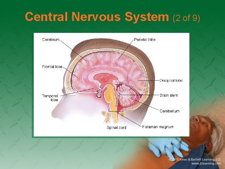 Central Nervous System (2 of 9) 