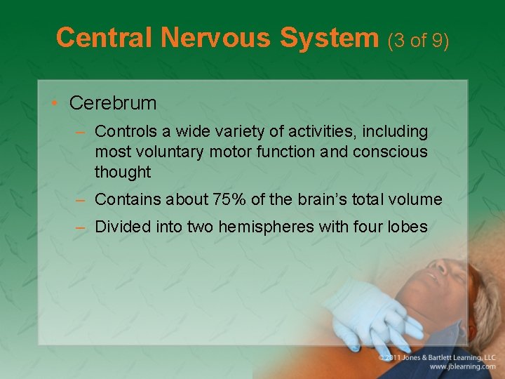 Central Nervous System (3 of 9) • Cerebrum – Controls a wide variety of