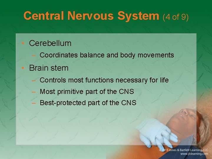 Central Nervous System (4 of 9) • Cerebellum – Coordinates balance and body movements