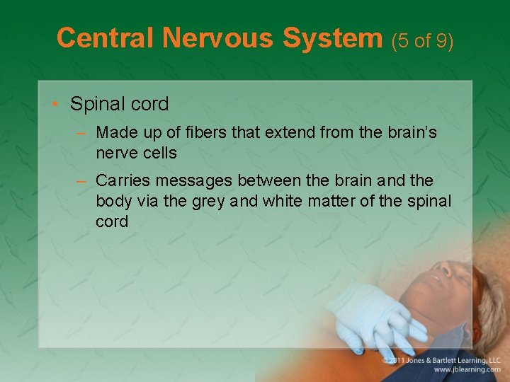 Central Nervous System (5 of 9) • Spinal cord – Made up of fibers