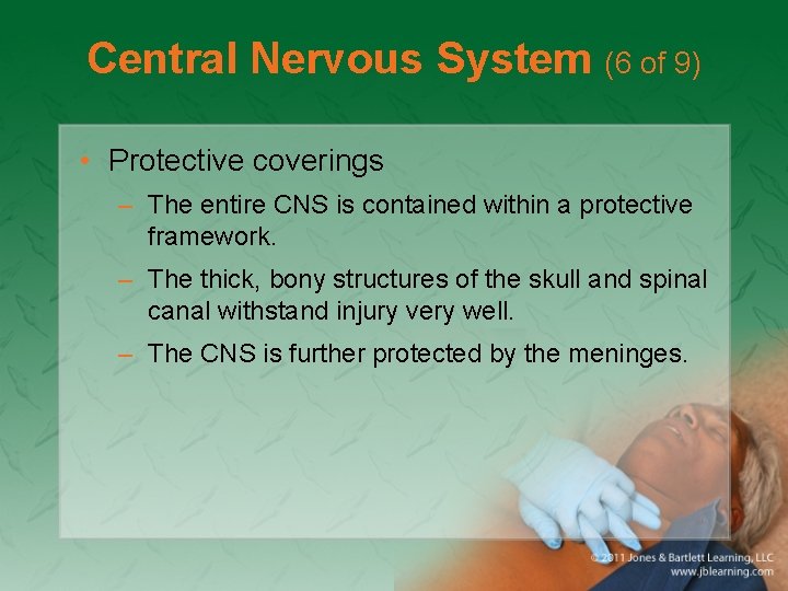 Central Nervous System (6 of 9) • Protective coverings – The entire CNS is