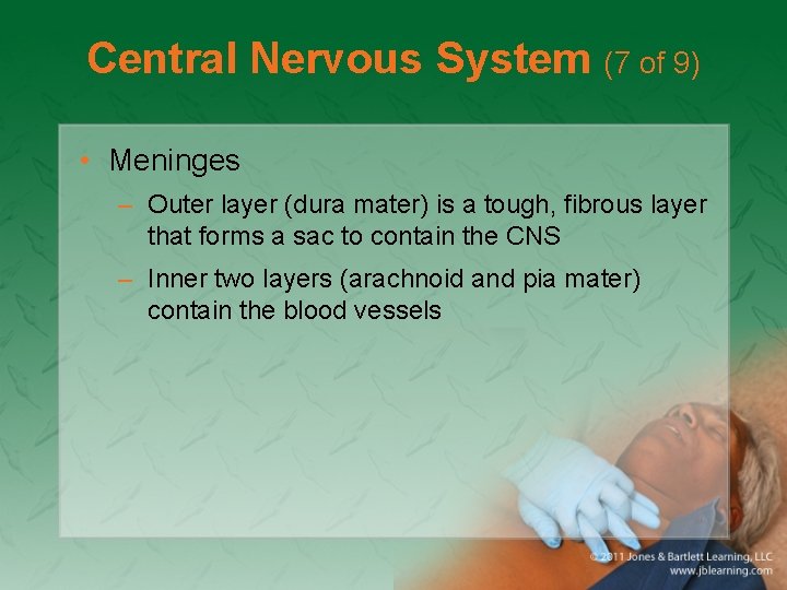 Central Nervous System (7 of 9) • Meninges – Outer layer (dura mater) is