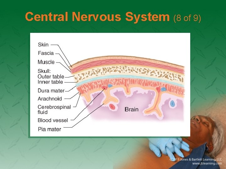 Central Nervous System (8 of 9) 