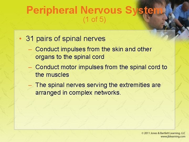 Peripheral Nervous System (1 of 5) • 31 pairs of spinal nerves – Conduct