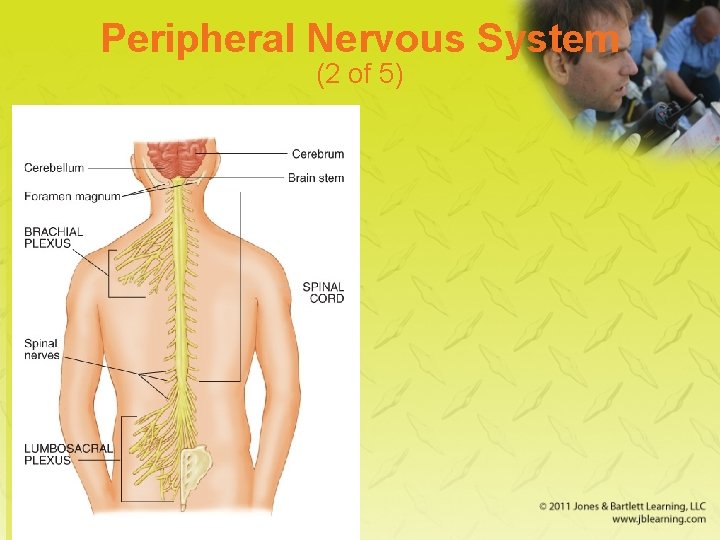 Peripheral Nervous System (2 of 5) 